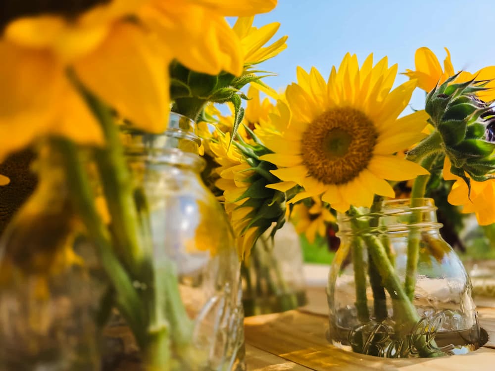 August CSA Flower Share (6-Weeks)