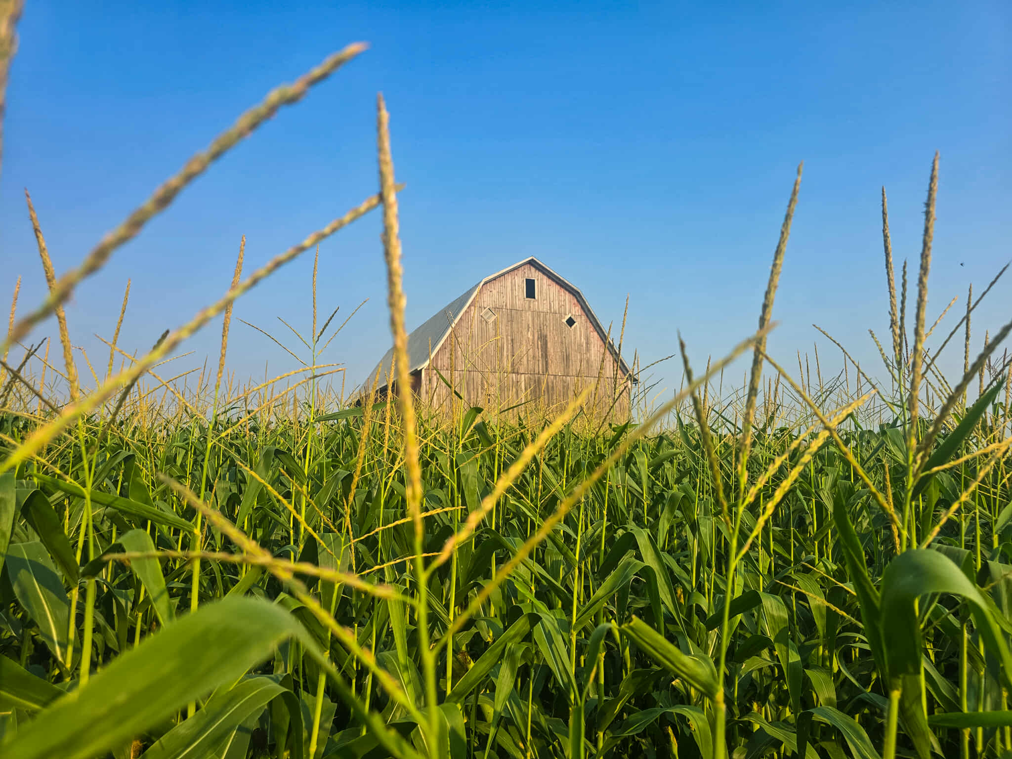 The barn and cornfield at Fields and Fortune.