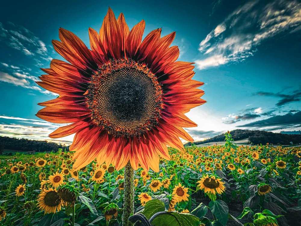Red Sunflower in a field of traditionally colored sunflowers - Your Season of Growth Assessment - Fields and Fortune
