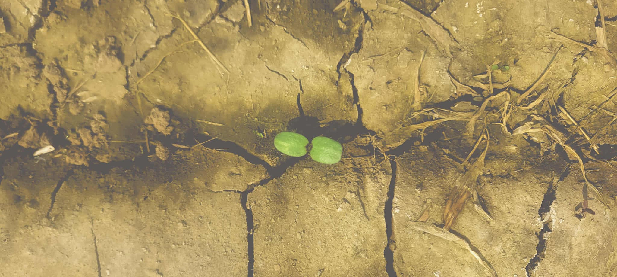 A Sunflower Seedling pushing through the crack - representing growth at Fields and Fortune